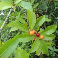 Hugonia ferruginea Wight & Arn.